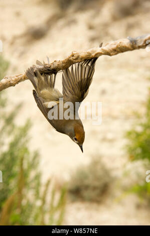 Capinera (Sylvia atricapilla) illegalmente intrappolati sulla limestick per uso come ambelopulia, un piatto tradizionale di uccelli canori di Cipro, Settembre 2011 Foto Stock