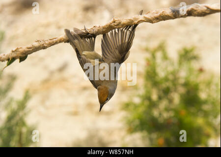 Capinera (Sylvia atricapilla) illegalmente intrappolati sulla limestick per uso come ambelopulia, un piatto tradizionale di uccelli canori di Cipro, Settembre 2011 Foto Stock