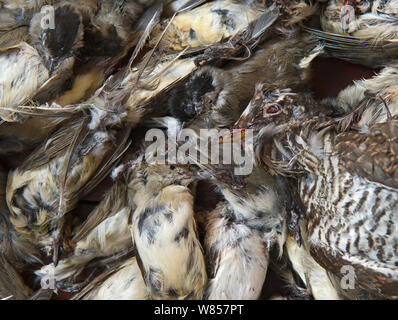 Sequestrati gli uccelli morti da raid sulla cattura illegale operatuon dal fondo di gioco nella Repubblica di Cipro area, uccelli includono il cuculo (Cuculus canorus), molti Blackcaps (Sylvia atricapilla), Spotted Flycatchers (Muscicapa striata), Lesser Whitethroat (Sylvia curruca), mascherato Shrike (Lanius nubicus) e Willow Capinere (Phylloscopus trochilus). Essi sono intrappolati per una prelibatezza alimentare noto come ambelopoulia, Cipro, Settembre 2011 Foto Stock