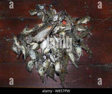 Sequestrati gli uccelli morti da raid sulla cattura illegale operatuon dal fondo di gioco nella Repubblica di Cipro area, uccelli includono il cuculo (Cuculus canorus), molti Blackcaps (Sylvia atricapilla), Spotted Flycatchers (Muscicapa striata), Lesser Whitethroat (Sylvia curruca), mascherato Shrike (Lanius nubicus) e Willow Capinere (Phylloscopus trochilus). Essi sono intrappolati per una prelibatezza alimentare noto come ambelopoulia, Cipro, Settembre 2011 Foto Stock