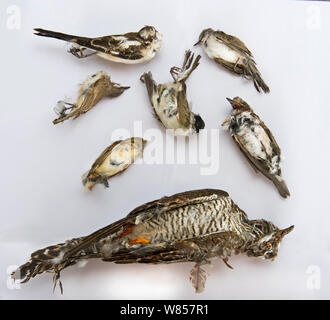 Sequestrati gli uccelli morti da raid sulla cattura illegale operatuon dal fondo di gioco nella Repubblica di Cipro area, uccelli includono il cuculo (Cuculus canorus), Capinera (Sylvia atricapilla), Spotted Flycatcher (Muscicapa striata), Lesser Whitethroat (Sylvia curruca), mascherato Shrike (Lanius nubicus) e Willow Capinere (Phylloscopus trochilus). Essi sono intrappolati per una prelibatezza alimentare noto come ambelopoulia, Cipro, Settembre 2011 Foto Stock