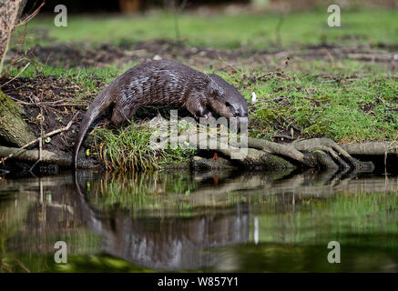 Eurasian Lontra di fiume (Lutra lutra) sulla sponda del fiume Thet, Thetford, Norfolk, Marzo Foto Stock