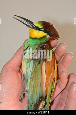 Gruccione (Merops apiaster) girato in ala da hunter, morto dopo essere stato euphanised da vet, BirdLife Malta Springwatch Camp 2013, Malta, aprile 2013 Foto Stock