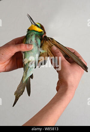 Gruccione (Merops apiaster) girato in ala da hunter, morto dopo essere stato euphanised da vet, BirdLife Malta Springwatch Camp 2013, Malta, aprile 2013 Foto Stock