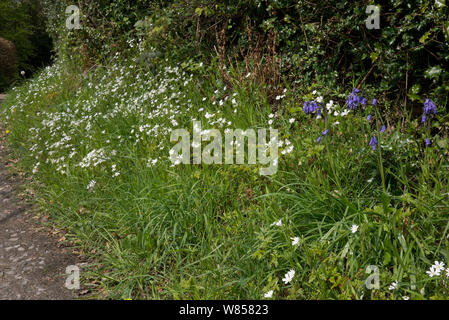 Banca con maggiore stitchwort (Stellaria holostea) Bluebells (Endimione non scriptus), Inghilterra, Regno Unito, Aprile Foto Stock