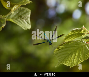 Bella demosielle (Agrion / Calopteryx virgo) maschio in volo, attorno alla terra, condizioni controllate. Foto Stock