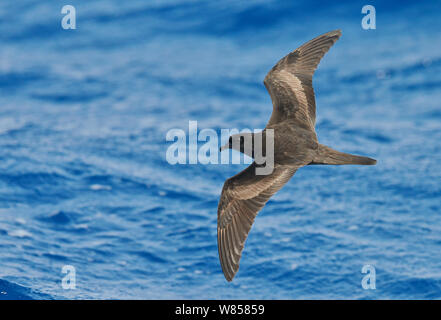 Bulwer's Petrel (Bulweria bulwerii) in volo sopra l'Oceano Atlantico, Madeira, Portogallo, Agosto Foto Stock