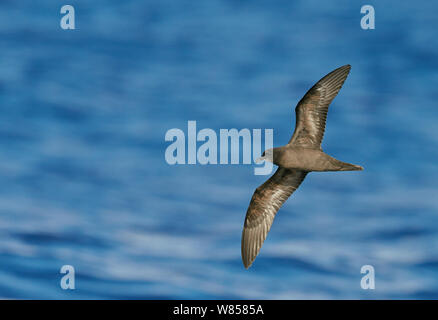 Bulwer's Petrel (Bulweria bulwerii) in volo sopra l'Oceano Atlantico, Madeira, Portogallo, Agosto Foto Stock