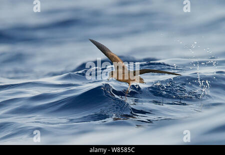 Bulwer's Petrel (Bulweria bulwerii) in volo sopra l'Oceano Atlantico, Madeira, Portogallo, Agosto Foto Stock