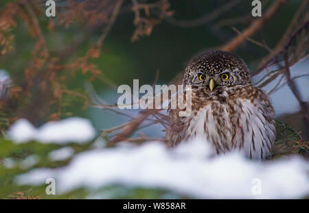 Il Gufo pigmeo (Glaucidium passerinum) sul suolo, con neve, Helsinki, Finlandia, Gennaio Foto Stock