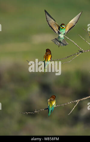 I gruccioni (Merops apiaster) appollaiate su ramoscelli, mentre un altro terre, Spagnolo steppe, Spagna, può Foto Stock