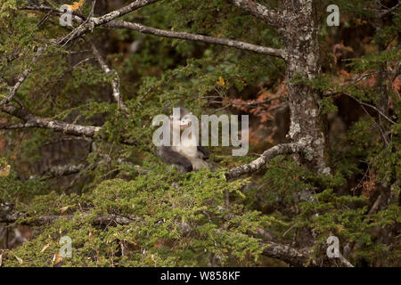 Giovani Yunnan rampognare-annusò scimmia (Rhinopithecus bieti) nella struttura ad albero, Baima neve montagna, Yunnan, Cina, Novembre Foto Stock