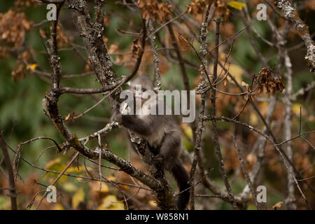 Giovani Yunnan rampognare-annusò scimmia (Rhinopithecus bieti) rampicante, Baima neve montagna, Yunnan, Cina, Novembre Foto Stock