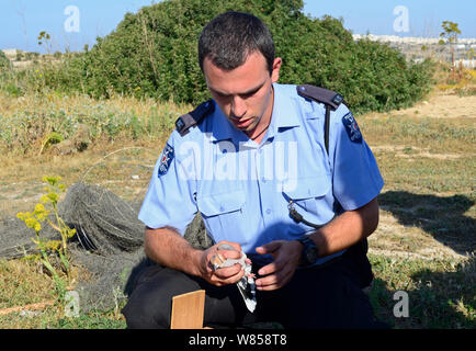 ALE (diritto amministrativo in applicazione) di polizia con confiscati Tortora (Streptopelia turtur) e attrezzature da colomba area di cattura hanno razziato, durante la vita degli uccelli Malta Springwatch Camp, Malta, aprile 2013 Foto Stock