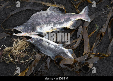 Maschi morti rosa salmone (Oncorhynchus gorbuscha) dopo la deposizione delle uova. Kronotsky Zapovednik Riserva Naturale, penisola di Kamchatka, Estremo Oriente Russo, Settembre. Foto Stock