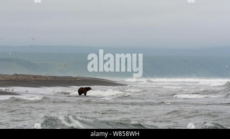 La Kamchatka l'orso bruno (Ursus arctos beringianus) sulla costa del Pacifico in Kamchatka. Kronotsky Zapovednik Riserva Naturale, penisola di Kamchatka, Estremo Oriente Russo, Luglio. Foto Stock