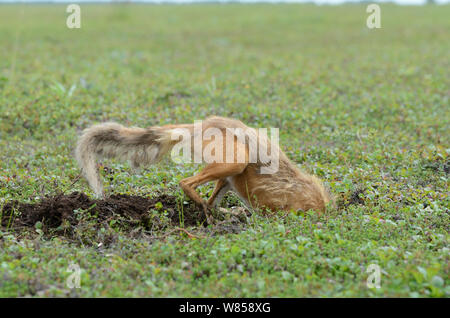 Red Fox (Vulpes vulpes vulpes) lo scavo nel terreno un foro di scoiattolo. Kronotsky Zapovednik Riserva Naturale, penisola di Kamchatka, Estremo Oriente Russo, Agosto. Foto Stock