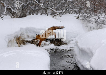 Red Fox (Vulpes vulpes vulpes) jumping snowy creek. Kronotsky Zapovednik Riserva Naturale, penisola di Kamchatka, Estremo Oriente Russo, Aprile. Foto Stock