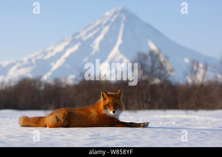Red Fox (Vulpes vulpes vulpes) giacente sulla neve con Kronotsky vulcano sull orizzonte. Kronotsky Zapovednik Riserva Naturale, penisola di Kamchatka, Estremo Oriente Russo, Marzo. Foto Stock