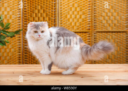 British Longhair Cat con blu-bianco-crema cappotto . Foto Stock