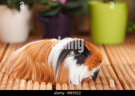 Sheltie Cavia con tartaruga-e-mantello bianco Foto Stock