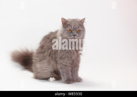 British Longhair Cat seduta, con Blu-mantello bianco Foto Stock