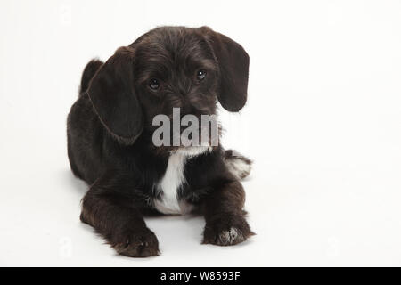 Razza cane, cucciolo di età compresa tra i quattordici settimane, sdraiato Foto Stock