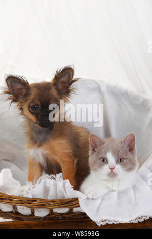 Longhaired Chihuahua cucciolo di età compresa tra i 4 mesi e British Longhair Cat, gattino con capretta-mantello bianco , di età compresa tra 9 settimane di seduta in una cesta. Foto Stock