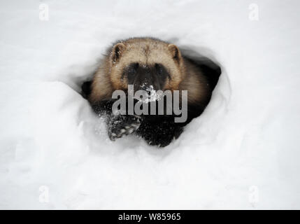 Wolverine (Gulo gulo) emergente dalla neve rifugio dopo l'ibernazione. Kronotsky Zapovednik Riserva Naturale, penisola di Kamchatka, Estremo Oriente Russo, febbraio. Foto Stock