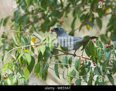 Bloccate il cuculo-shrike (Coracina lineata) alimentazione sul fico, Queensland del Nord, Australia Foto Stock