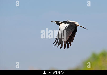 Australian Gazza (Gymnorhina tibicen) in volo, Queensland, Australia Foto Stock