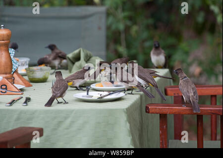 Bulbuls comune (Pycnonotus babatus) per lavaggio sfridi sulla tavola in safari lodge, il Masai Mara, Kenya Foto Stock