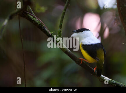 Bianco-collare (Manakin Manacus candei) visualizzazione a lek, La Selva, Costa Rica Foto Stock