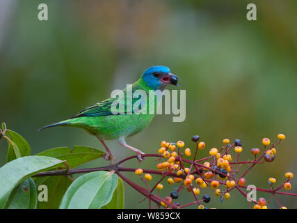 Blu (Dacnis Dacnis cyana) femmina, la Selva, Costa Rica Foto Stock