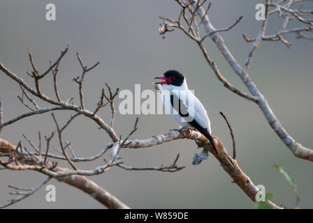 Nero-tailed Tityra (Tityra cayana) Perù Foto Stock