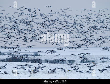 Oche facciabianca (Branta leucopsis) gregge lo sbarco in snow, Solway. Dumfries Scozia, Dicembre Foto Stock