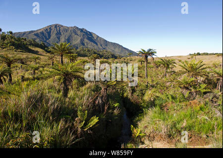 Pascoli alpini e cicadee a 9000 ft, Tari Gap, Southern Highlands, Papua Nuova Guinea, Agosto 2011 Foto Stock