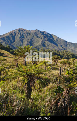 Pascoli alpini e cicadee a 9000 ft, Tari Gap, Southern Highlands, Papua Nuova Guinea, Agosto 2011 Foto Stock