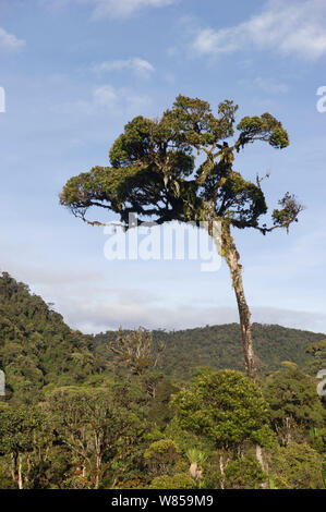 Un alto albero che cresce in alto sopra gli altri nella foresta pluviale montane intorno a Mount Hagen,Highlands Occidentali, Papua Nuova Guinea Foto Stock