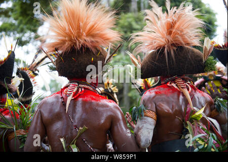 Huli Wigmen dal Tari Valley in Southern Highlands di Papua Nuova Guinea presso un sing-sing Mount Hagen Papua Nuova Guinea. Indossando uccello del paradiso piume e pennacchi particolarmente Raggiana uccello del paradiso pennacchi. Agosto 2011 Foto Stock