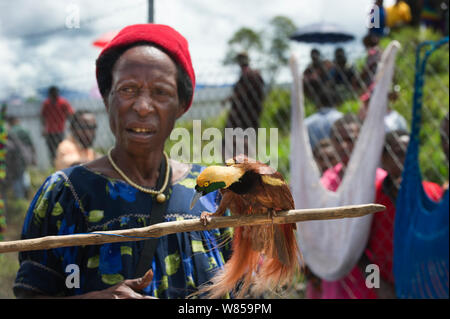 Signora nel mercato con Raggiana maschio uccello del paradiso (Paradisaea raggiana) per vendita, Mount Hagen Papua Nuova Guinea, Agosto 2011 Foto Stock