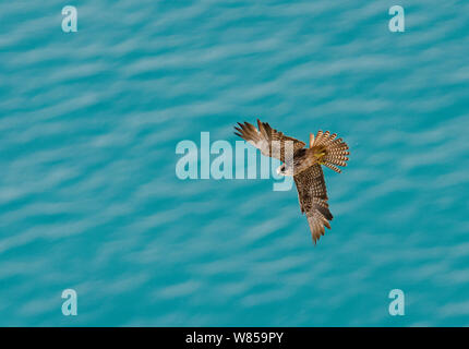 Falco della regina (Falco eleonarae) pale morph in volo su acqua, Cipro, Settembre Foto Stock