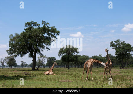 Masai giraffe (Giraffa camelopardalis tippelskirchi) maschi necking, guardato da un altro appoggio Masai Mara riserva nazionale del Kenya. Agosto Foto Stock