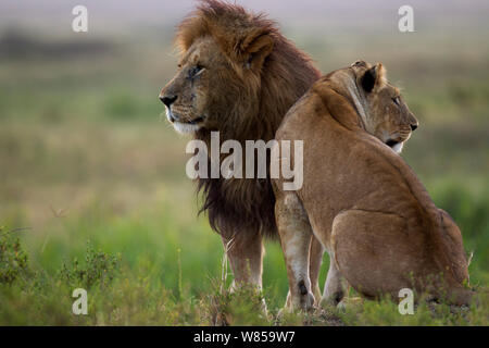 Lion (Panthera leo) maschio e la leonessa insieme permanente. Riserva Nazionale di Masai Mara, Kenya, Luglio Foto Stock