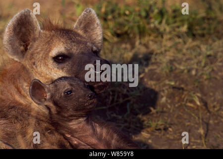 Spotted hyena (Crocuta crocuta) con cucciolo di età compresa tra i 2-3 mesi. Riserva Nazionale di Masai Mara, Kenya, Luglio Foto Stock