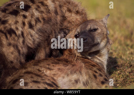 Spotted hyena (Crocuta crocuta) cucciolo di età compresa tra i 2-3 mesi di peering tra due adulti. Riserva Nazionale di Masai Mara, Kenya, Luglio Foto Stock