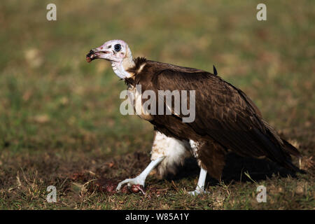 Hooded vulture (Necrosyrtes monachus) adulto alimentazione su un kill. Masai Mara riserva nazionale del Kenya. Agosto Foto Stock