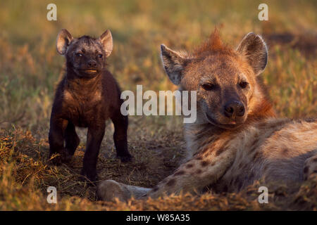 Spotted hyena (Crocuta crocuta) con cucciolo di età compresa tra i 2-3 mesi. Masai Mara riserva nazionale del Kenya. Agosto Foto Stock