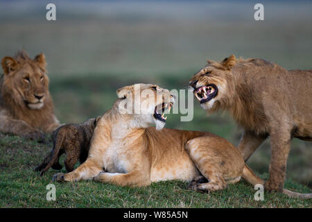 Leonessa (Panthera leo) cercando di disuade un relativo maschio da accoppiamento con lei. Riserva Nazionale di Masai Mara, Kenya, Settembre Foto Stock