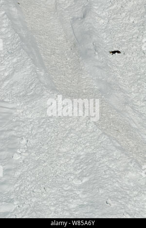 Il camoscio (Rupicapra rupicapra) che giace accanto a neve da valanga di recente. Il Parco Nazionale del Gran Paradiso, alpi, Italia. Foto Stock